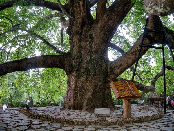 الشجرة التاريخية İnkaya Historical Plane Tree