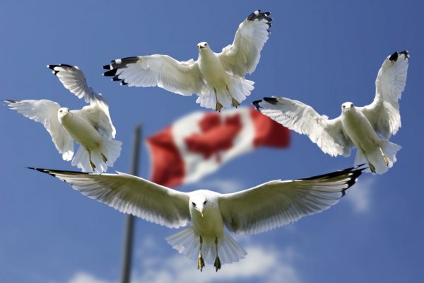 ما هو التقييم المجاني للهجرة الى كندا      