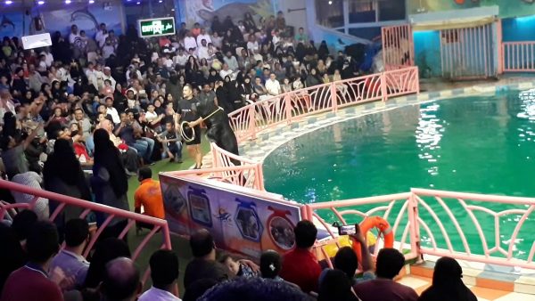 أهم الأنشطة الترفيهية في قرية الدولفين