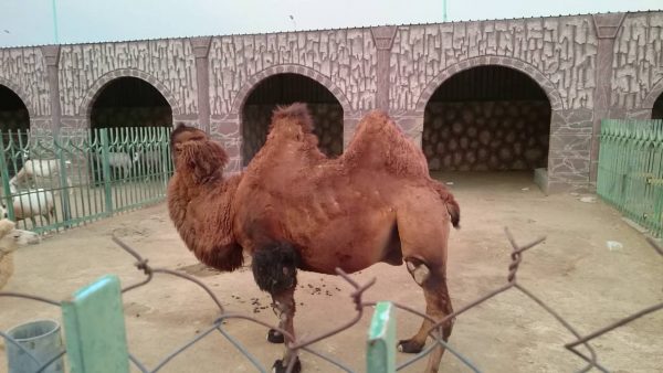 حديقة الحيوان في الطائف