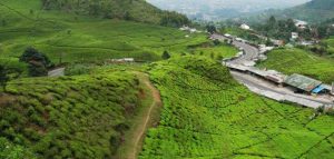 اجمل ما يمكن ان تراه في Puncak