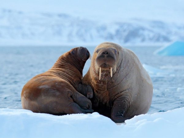 حديقة نوردفست شبتسبيرجن الوطنية Nordvest-Spitsbergen National Park