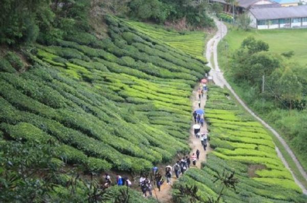 الأنشطة التي يمكنك ممارستها في مزارع الشاي في ماليزيا