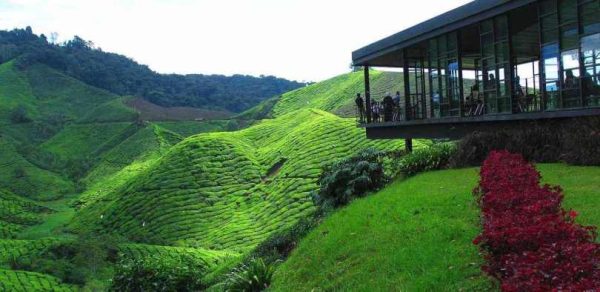 نبذه عن مزارع الشاي في ماليزيا