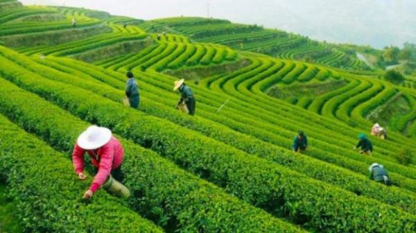 مزارع الشاي في ماليزيا