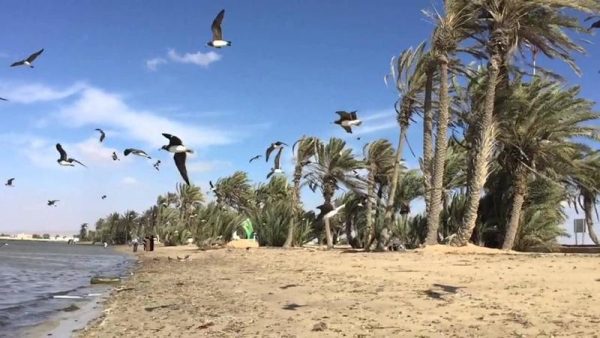 كم تبعد مدينة املج عن المدينة المنورة؟